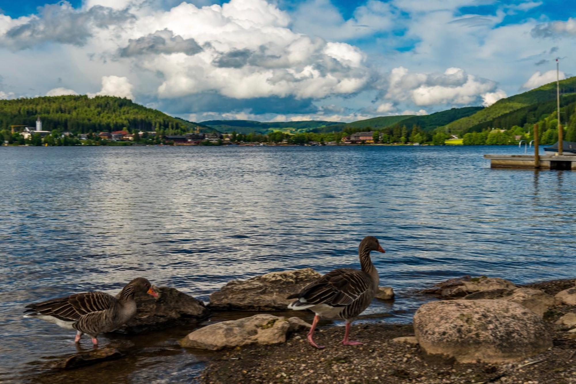 Drei Tannen - Wohnung 11 - Apartmenthaus, Titisee, Feldberg Eksteriør billede
