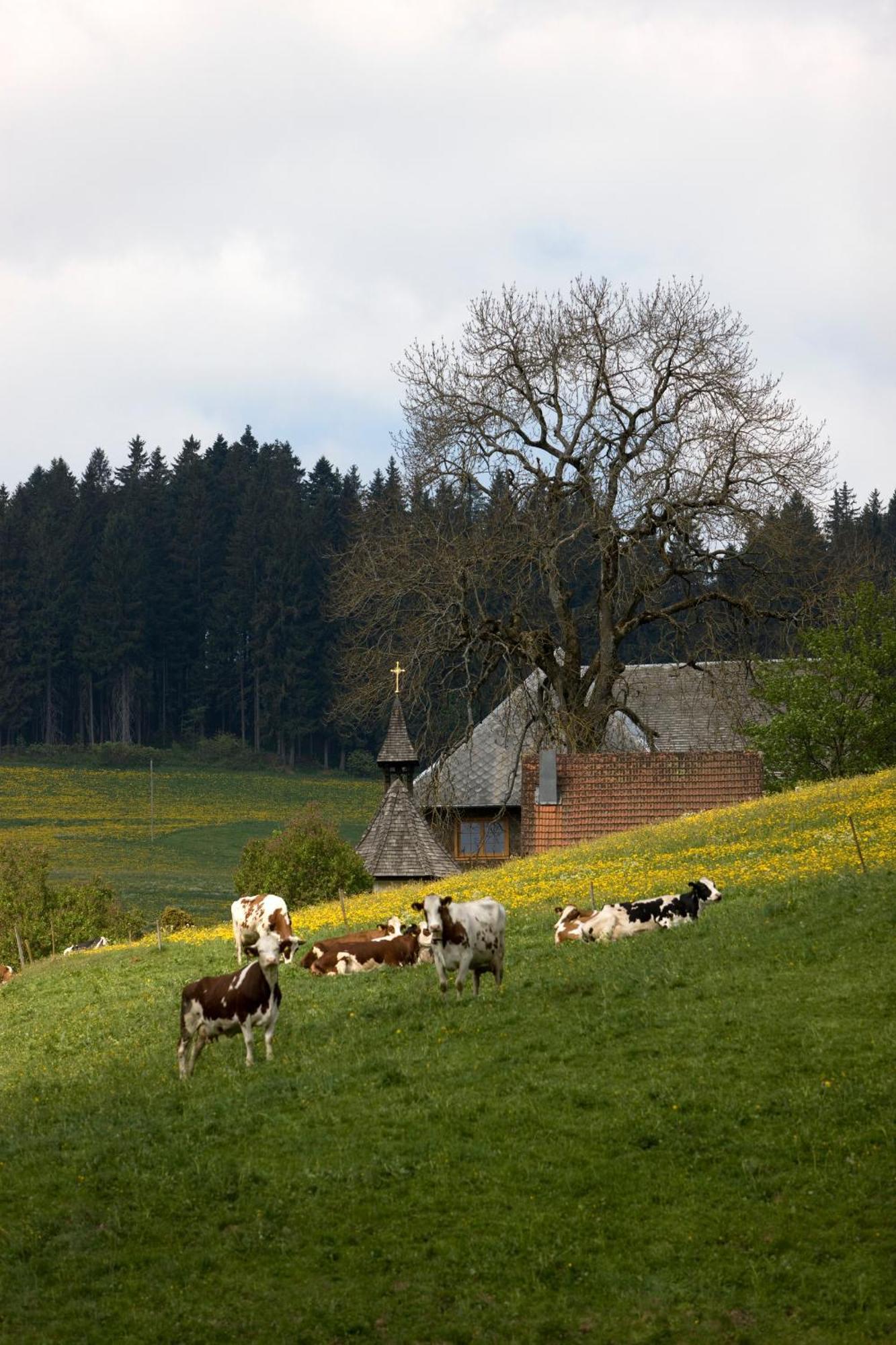 Drei Tannen - Wohnung 11 - Apartmenthaus, Titisee, Feldberg Eksteriør billede